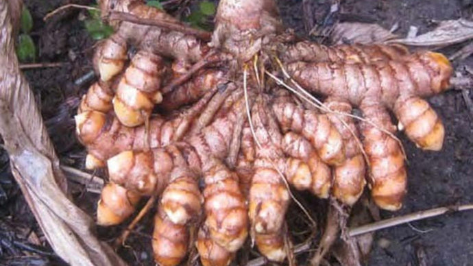 Shocking! Nobody Knew Eating Turmeric Daily Could Do This To Your Body